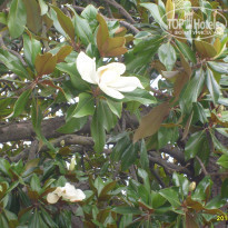 фото из отзыва ID 1064776