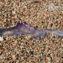 фото из отзыва ID 1069687