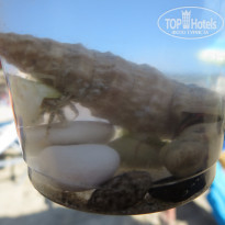 фото из отзыва ID 1064162