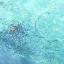 фото из отзыва ID 1066165