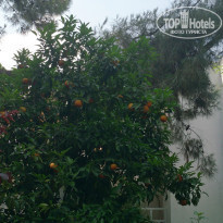 фото из отзыва ID 1070711