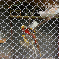 фото из отзыва ID 1070840