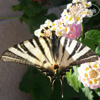 фото из отзыва ID 1071141