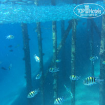 фото из отзыва ID 1070805