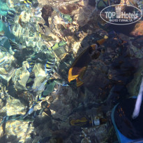 фото из отзыва ID 1070805