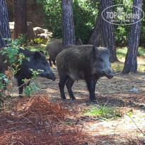 фото из отзыва ID 1071994