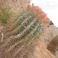 фото из отзыва ID 1073771