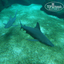 фото из отзыва ID 1076415