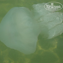 фото из отзыва ID 1078011