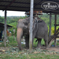 фото из отзыва ID 1078890