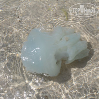 фото из отзыва ID 1081001