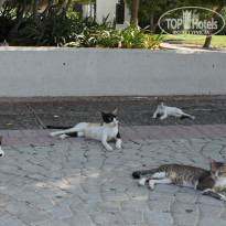 фото из отзыва ID 1081001