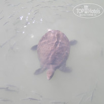 фото из отзыва ID 1082578