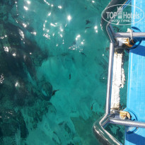 фото из отзыва ID 1083050