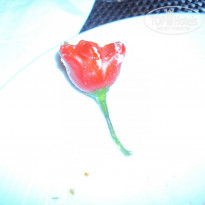 фото из отзыва ID 1084270