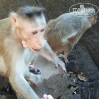 фото из отзыва ID 1085114