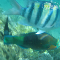 фото из отзыва ID 1085125