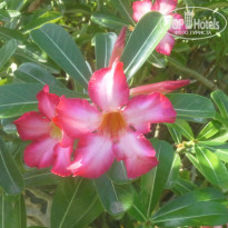 фото из отзыва ID 1085331