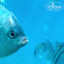 фото из отзыва ID 1085464