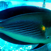 фото из отзыва ID 1085464