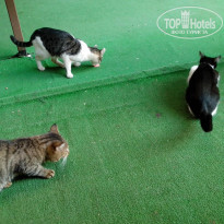 фото из отзыва ID 1086880