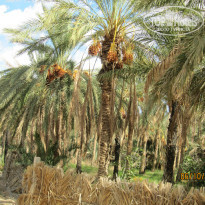 фото из отзыва ID 1087075