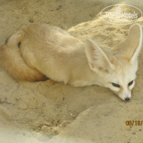 фото из отзыва ID 1087075