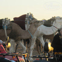 фото из отзыва ID 1087075