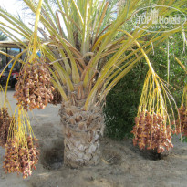 фото из отзыва ID 1087075