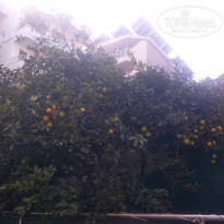 фото из отзыва ID 1087123