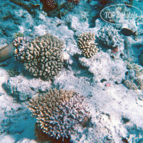 фото из отзыва ID 1086862