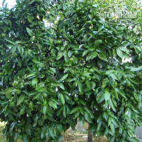 фото из отзыва ID 1088628