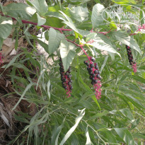 фото из отзыва ID 1089555