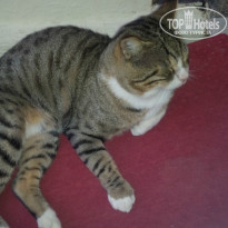 фото из отзыва ID 1082142