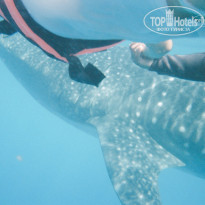 фото из отзыва ID 1085064