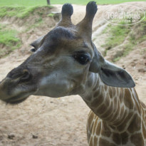 фото из отзыва ID 1090600