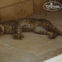 фото из отзыва ID 1091006