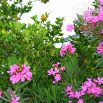 фото из отзыва ID 1091343