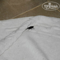 фото из отзыва ID 1093746