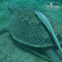 фото из отзыва ID 1093746