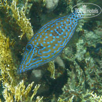 фото из отзыва ID 1093077