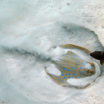 фото из отзыва ID 1093077