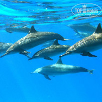 фото из отзыва ID 1093077