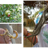 фото из отзыва ID 1094627