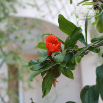 фото из отзыва ID 1094959