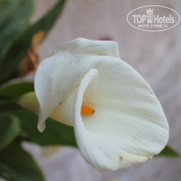 фото из отзыва ID 1094959