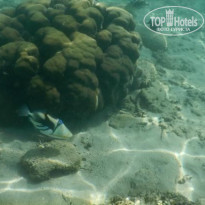 фото из отзыва ID 1095209