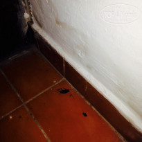 фото из отзыва ID 1095568