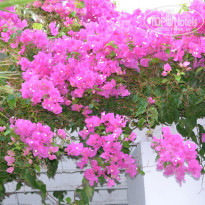 фото из отзыва ID 1096247