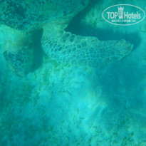 фото из отзыва ID 1097188